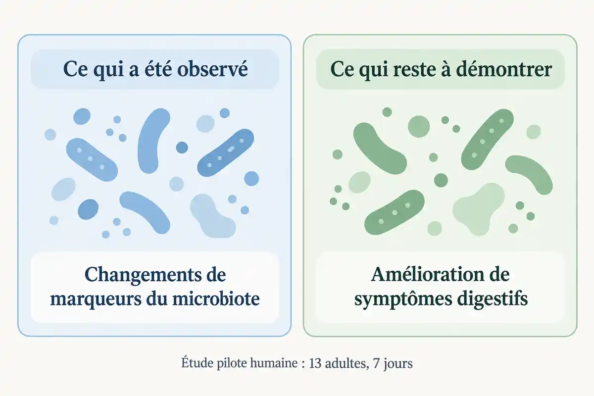 L’étude pilote rapporte des variations de marqueurs du microbiote, tandis qu’une amélioration des symptômes digestifs reste à démontrer.