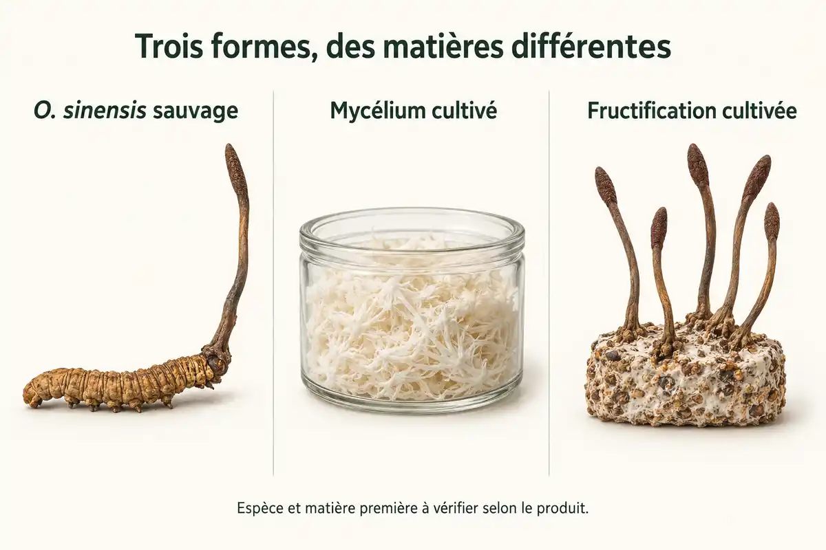 Sous le nom de cordyceps, distinguer le spécimen sauvage associé à une larve du mycélium fermenté et des fructifications cultivées.
